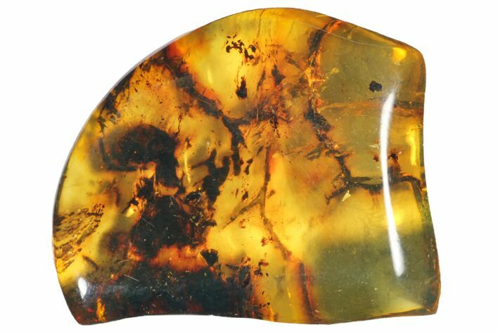Polished Chiapas Amber ( g) - Mexico #114911